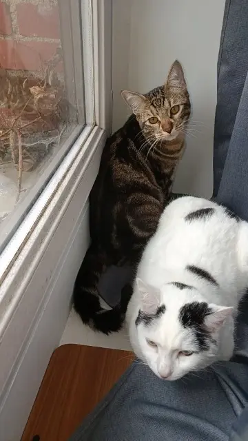 chat lost   39700 Vriange Adès