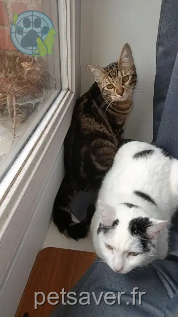 kater vermist 39700 Vriange Adès kater lost 39700 Vriange Adès