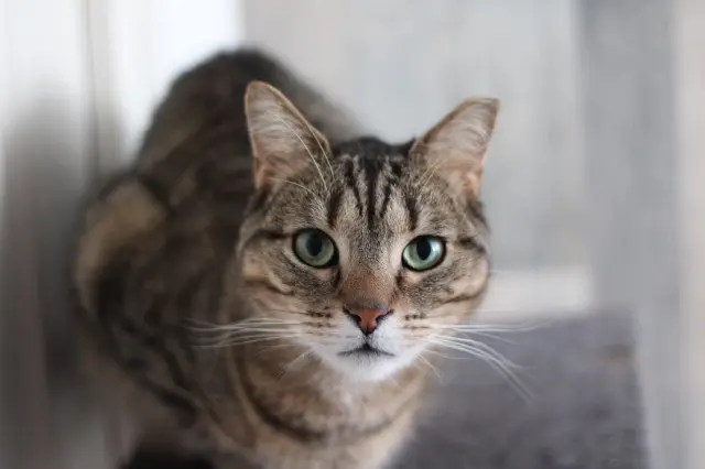 chat lost   39350 Vitreux Batman