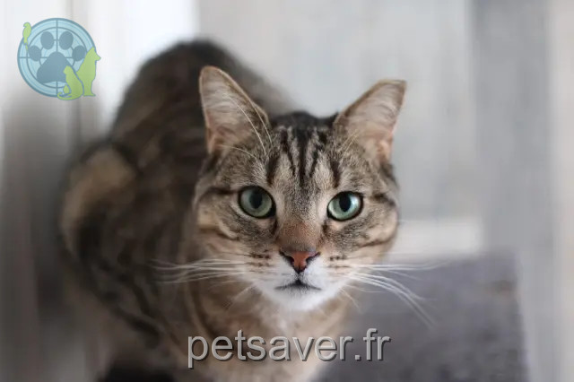 gato perdido 39350 Vitreux Batman gato lost 39350 Vitreux Batman