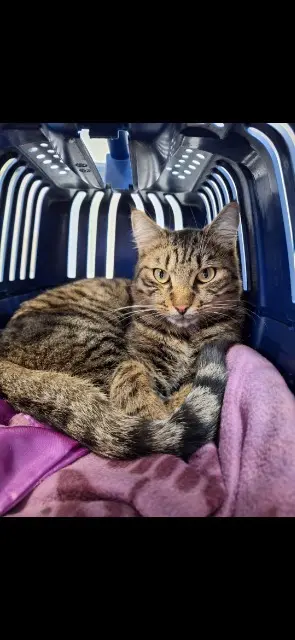 chat lost   39190 Beaufort-Orbagna Ulco