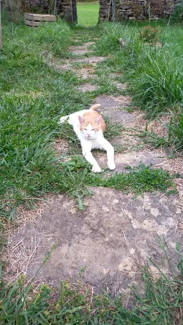 chat lost   39320 Loisia Caramel