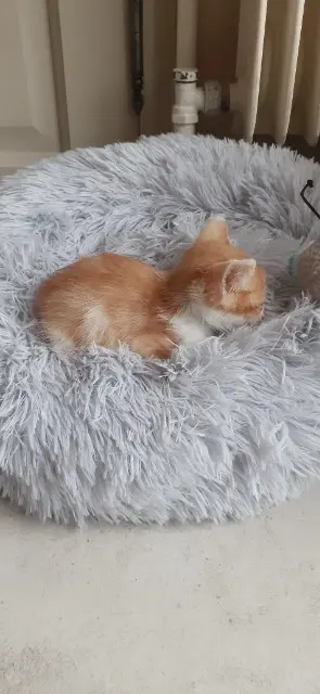 chat lost   39700 Rochefort-sur-Nenon Caramel