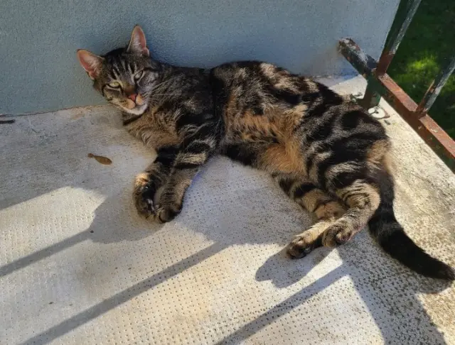 chat lost   39100 Dole Chamallow