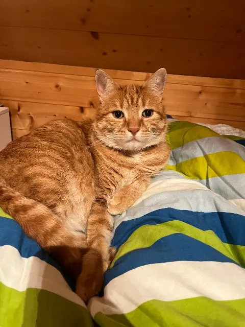 chat lost   39570 Montmorot Cookie