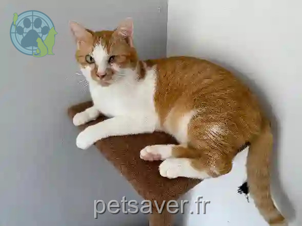 Chat Perdu 39 Jura - Cyrius Chat Perdu 39 Jura - Cyrius
