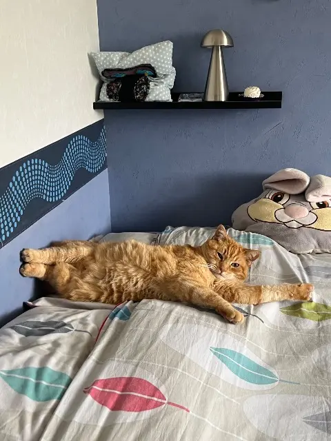 chat lost   39600 Arbois Figaro