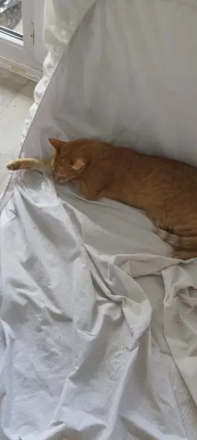 chat lost   39460 Foncine-le-Haut Gigi