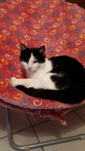 chat lost   39570 Villeneuve-sous-Pymont Gribouille