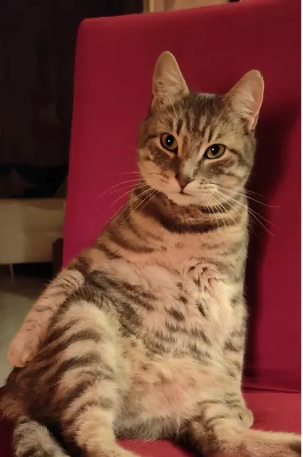 gato perdido 39100 Sampans Grizou gato lost 39100 Sampans Grizou