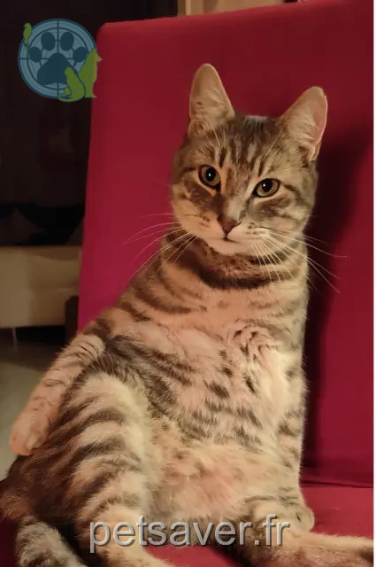 gato perdido 39100 Sampans Grizou gato lost 39100 Sampans Grizou