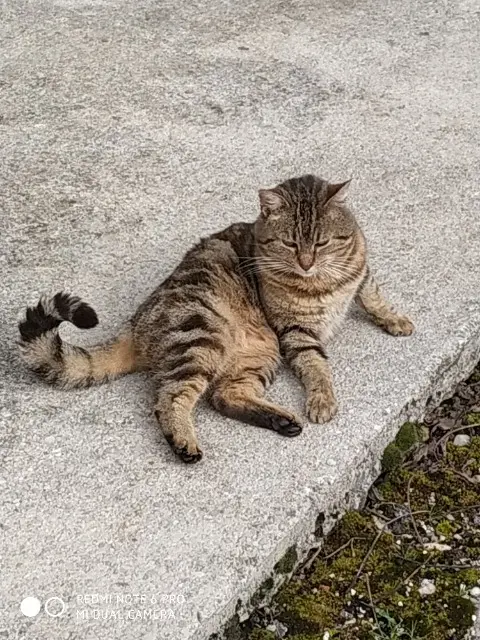 chat lost    Hauteroche Gus