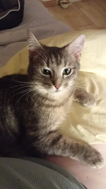 chat lost   39400 Hauts de Bienne Loulou