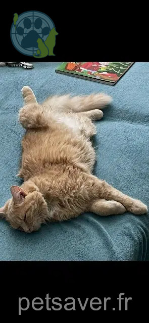chat lost   39400 Hauts de Bienne Tophy