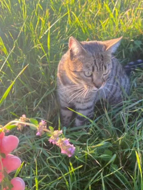 chat lost   39260 Moirans-en-Montagne Houmous