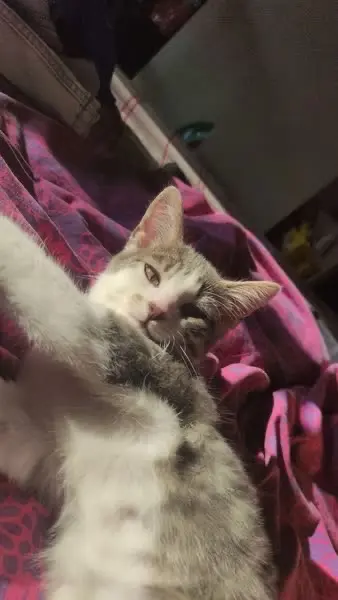 chat lost   39500 Tavaux Kaïto