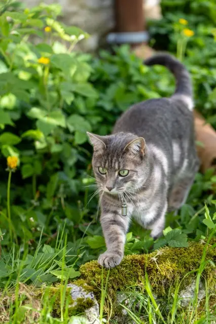 chat lost   39600 Montigny-lès-Arsures Ketchup