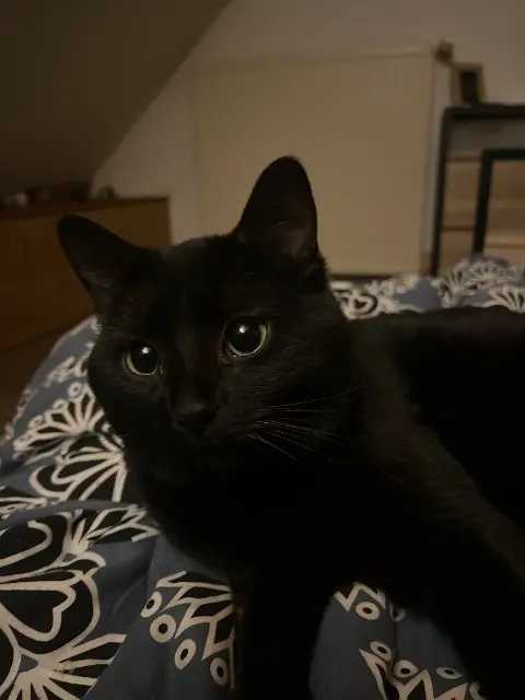 chat lost   39570 Chilly-le-Vignoble KYO