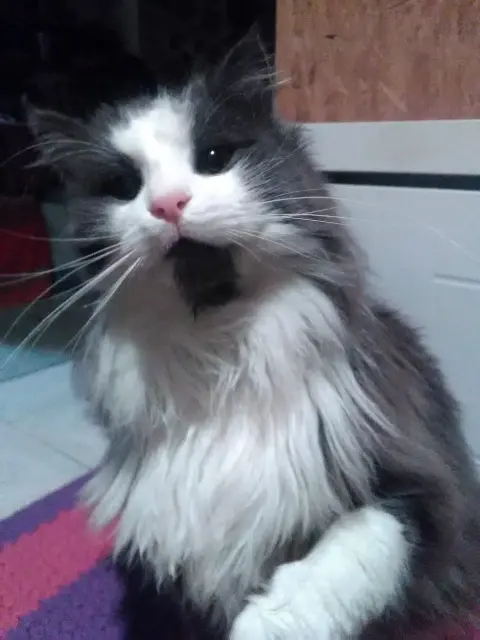 chat lost   39570 Saint-Maur Migou