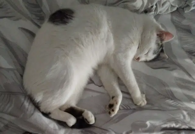 chat lost   39110 Marnoz Mowgli