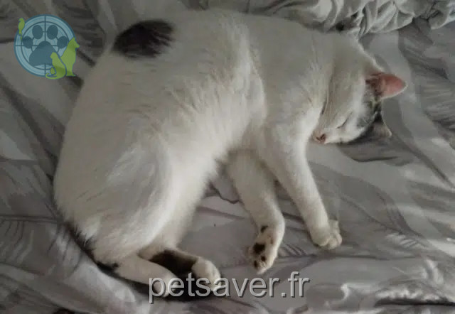 kater vermist 39110 Marnoz Mowgli kater lost 39110 Marnoz Mowgli