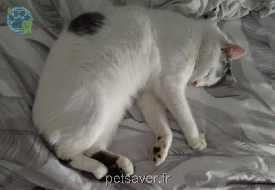 kater vermist 39110 Marnoz Mowgli kater lost 39110 Marnoz Mowgli