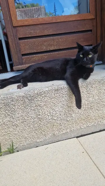 chat lost   39000 Lons-le-Saunier Mowgli