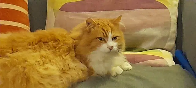 chat lost   39120 Bretenières Mucha