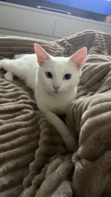 chat lost   39100 Dole Nini