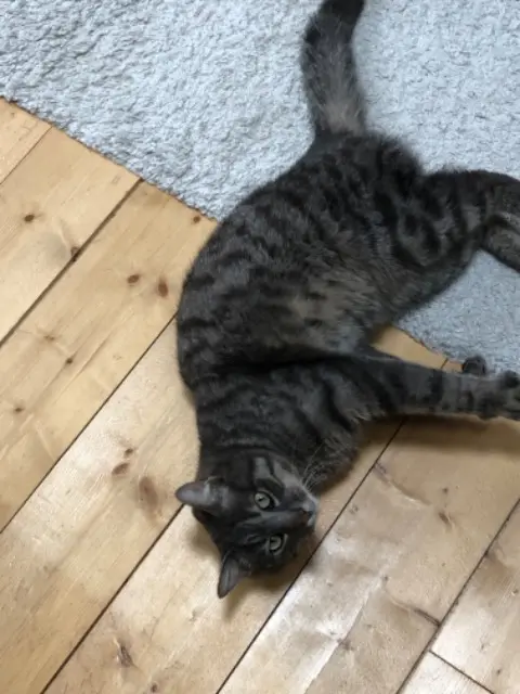 chat lost   39570 Conliège Oreo