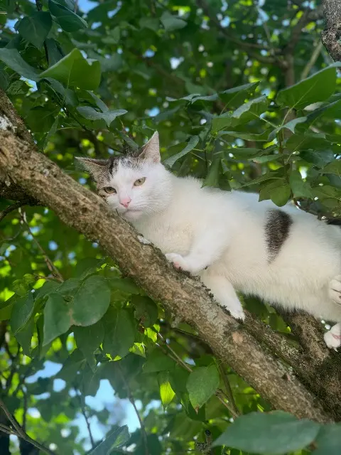 chat lost   39410 Saint-Aubin Oreo