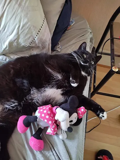 chat lost   39600 Arbois Pompon