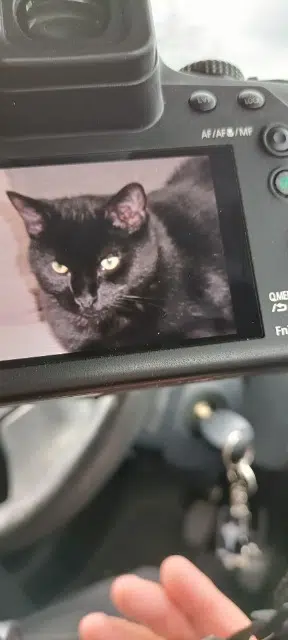 chat lost   39700 Sermange Ramsès