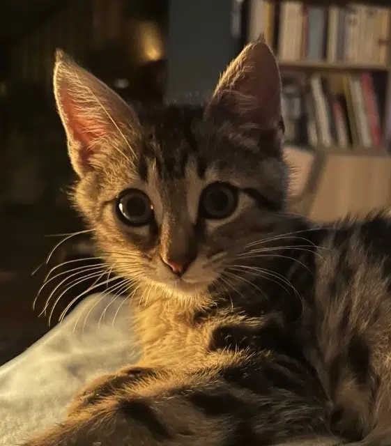 chat lost   39000 Lons-le-Saunier Robert