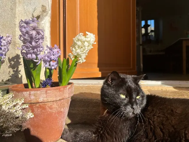 chat lost   39600 Pupillin Ronron