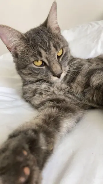 chat lost   39400 Bellefontaine Ruby