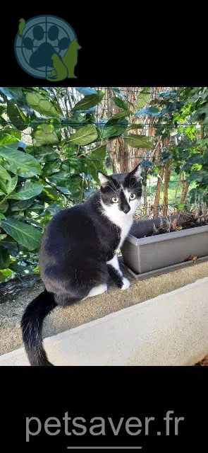 chat lost   39000 Lons-le-Saunier Rudy