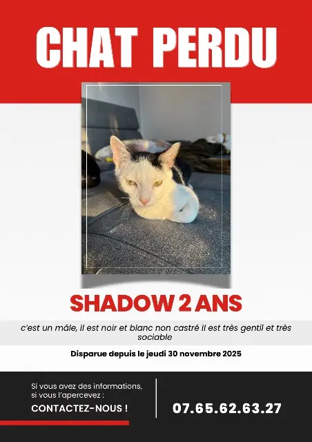 chat lost   39290 Champagney Shadow