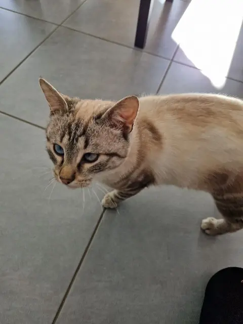 chat lost   39100 Dole Simba