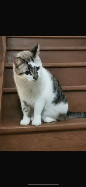 chat lost   39220 Les Rousses Sully