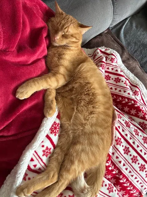 chat lost   39240 Thoirette-Coisia Butternut