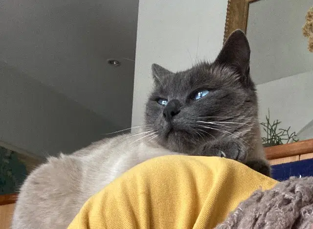 chat lost   39000 Lons-le-Saunier Ticha