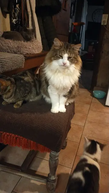 chat lost   39320 Loisia Tomy