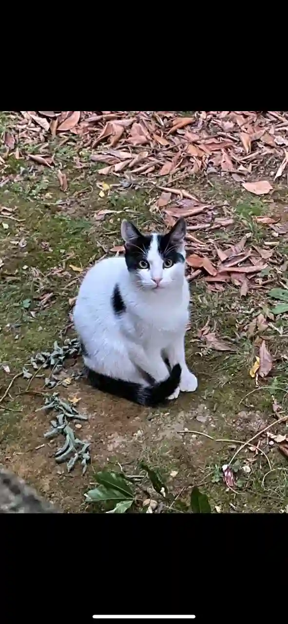 Chat Perdu 39 Jura - Toto Chat Perdu 39 Jura - Toto