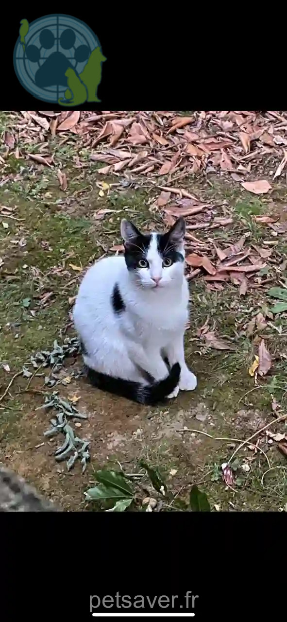Chat Perdu 39 Jura - Toto Chat Perdu 39 Jura - Toto