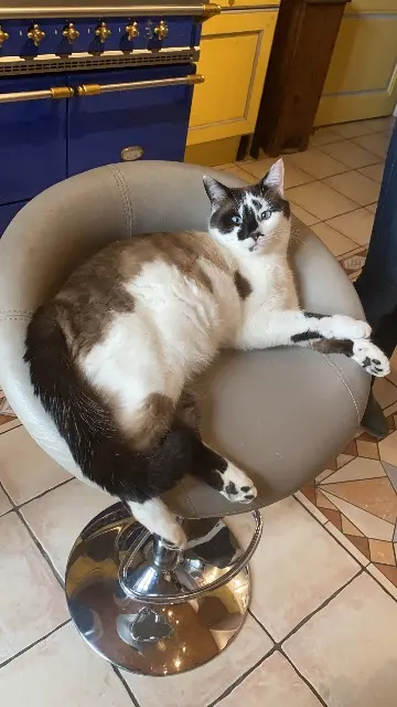 chat lost    Val-Sonnette Oreo