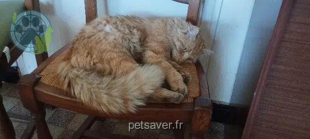 gato lost 39320 Val-Suran Shanks