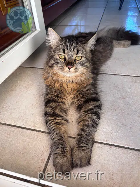 chat lost 39700 Orchamps Vegas
