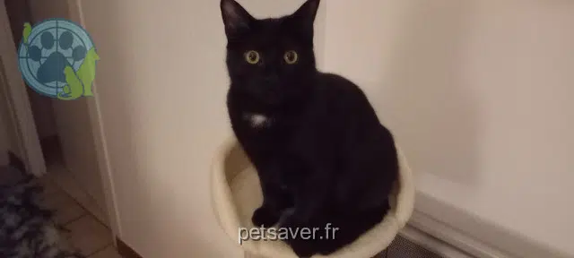 chat lost   40100 Dax Ai