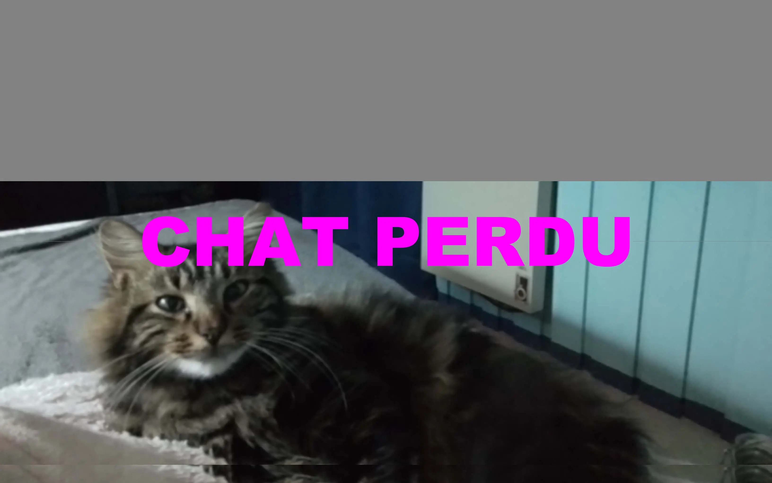 cat lost 40000 Mont-de-Marsan Amour cat lost 40000 Mont-de-Marsan Amour
